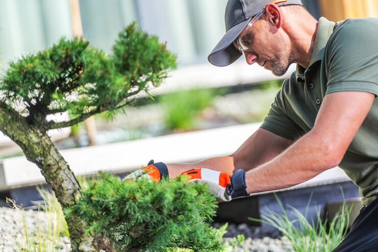 hereth insurance consulting - landscaping and tree service insurance - Gardener Pruning Bonsai Tree